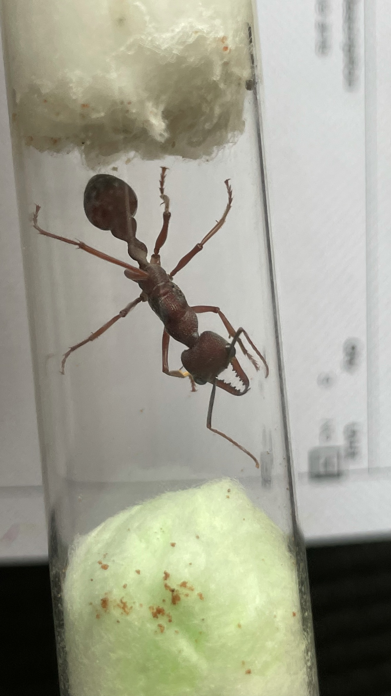 Myrmecia nigriscapa 女王アリ | RAIF-Sail