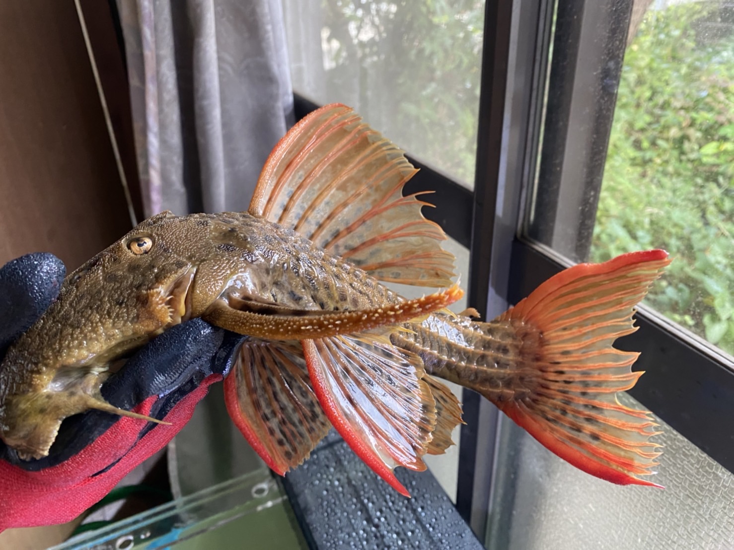 ウルトラスカーレットトリム☆シングー☆11センチ±☆No，3☆北海道、九州、沖縄地域のお客様のみ冬場は発送不可となります☆ ＮEWS（2005年８月号）