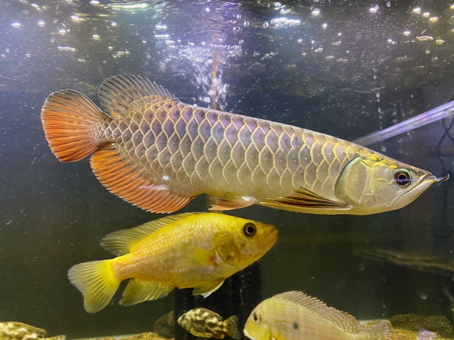 △▽□龍香堂□ 貴州鶏血石ペンダント「観音」55mm即決△